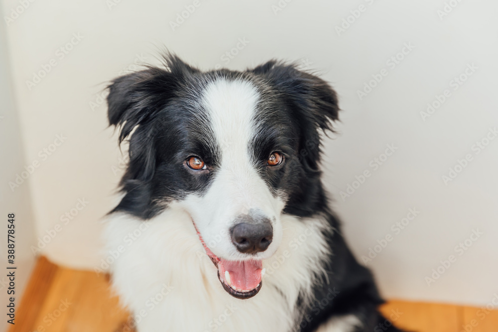 Funny portrait of cute smiling puppy dog border collie indoor. New lovely member of family little dog at home gazing and waiting. Pet care and animals concept.