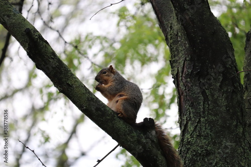 The squirrel sits on a branch and gnaws something