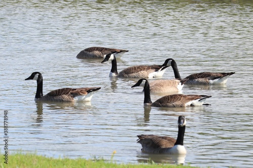 Geese swim in lake water