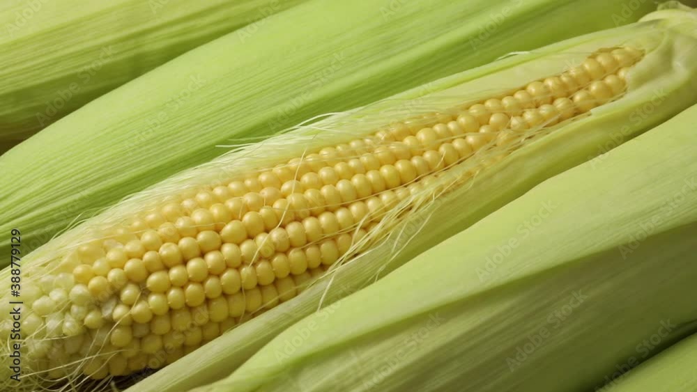 Fresh corn on the cob kernels close up