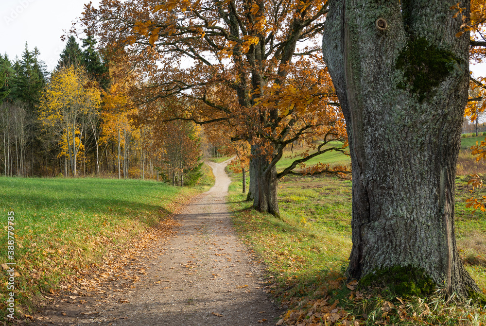 Fototapeta premium Oak trees near rural road autumn landscape.