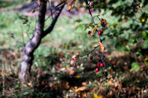 Branch with apples of paradise. Selective focus on apples with blurred garden background. Close up.