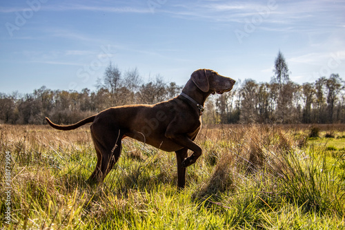 Bild auf Leinwand Beautiful Brown German Shorthaired Pointer