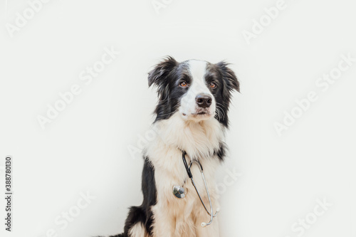 Puppy dog border collie with stethoscope isolated on white background. Little dog on reception at veterinary doctor in vet clinic. Pet health care and animals concept. © Юлия Завалишина