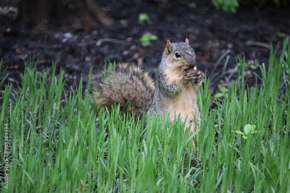 The squirrel sits in the grass and gnaws something The squirrel sits in the grass and gnaws something