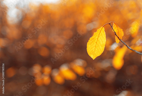 Yellow autumn forest background on bright sunny day. Fall concept. Beautiful natural autumn foliage background for wallpaper design.