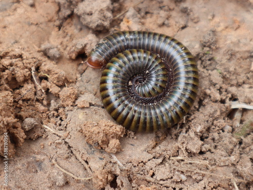 Fényképezés The dark brown millipede curled up on the ground