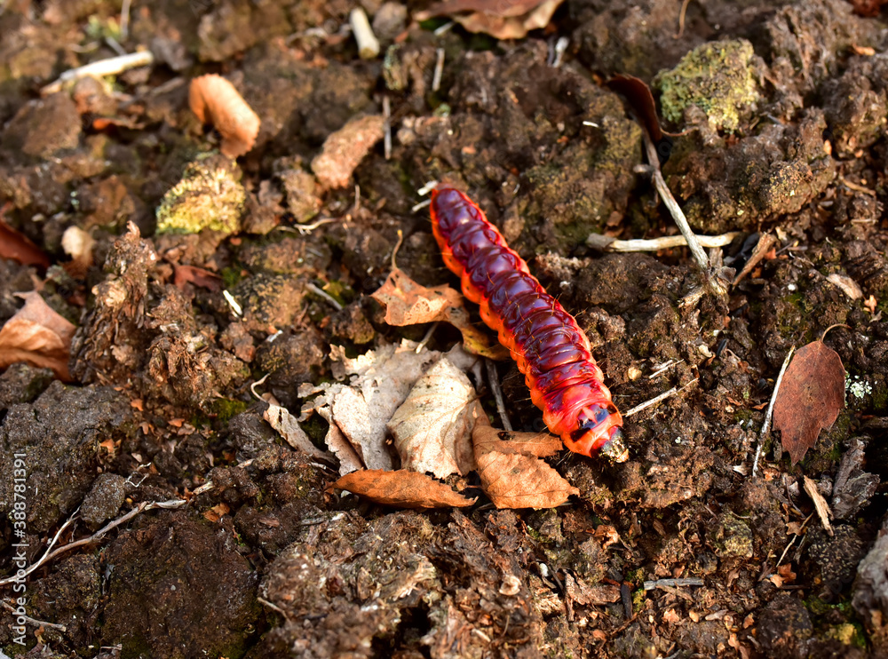 Worm is the large caterpillar. Red Mopane worms on ground. Big and long