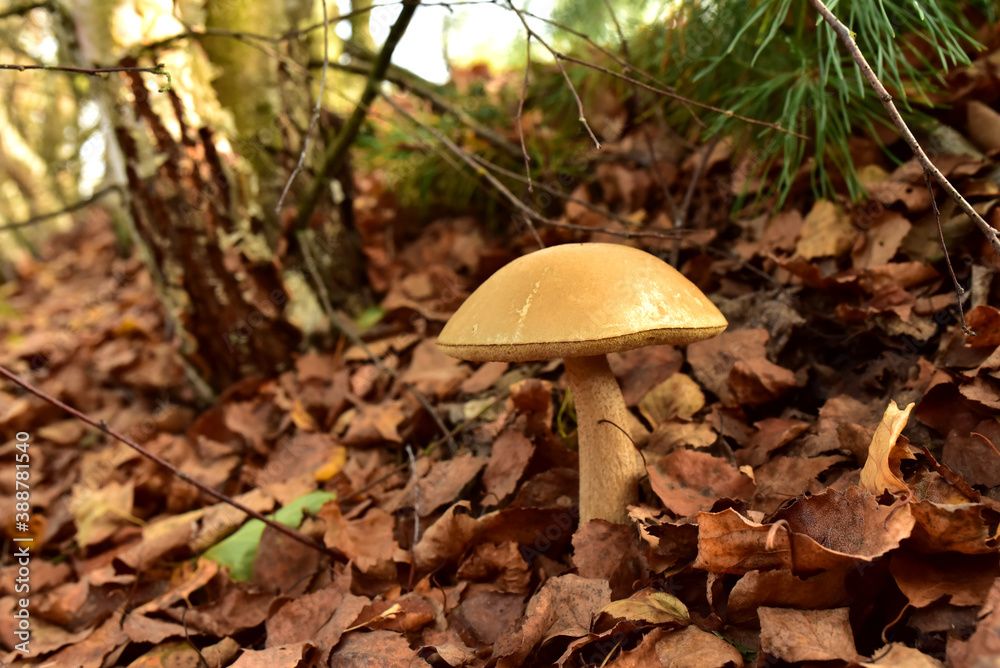 Edible brown cap boletus among the grass and moss in autumn forest. Awesome fungus Aspen Mushroom against the background of green vegetation. Rough-stemmed bolete grows in in wildlife. Birch bolete Edible brown cap boletus among the grass and moss in autumn forest. Awesome fungus Aspen Mushroom against the background of green vegetation. Rough-stemmed bolete grows in in wildlife. Birch bolete