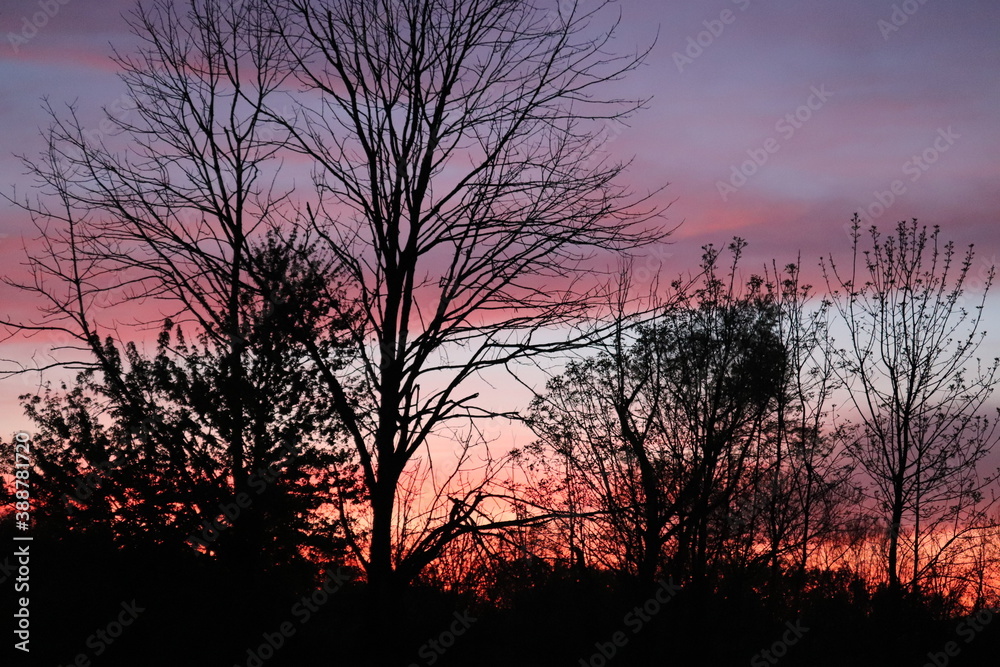 Branches of trees against the background of an evening sunset Branches of trees against the background of an evening sunset