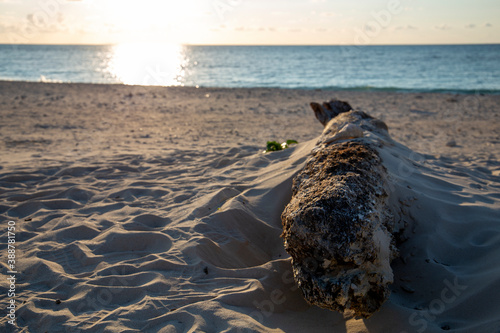 Sunrise beach Driftwood