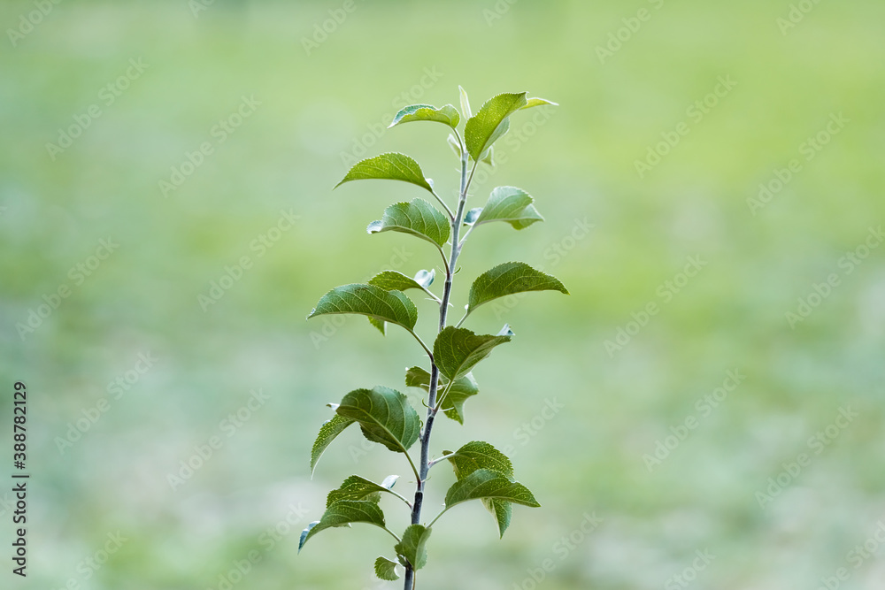 young plant with green leaves growing on blurred background, ecology concept