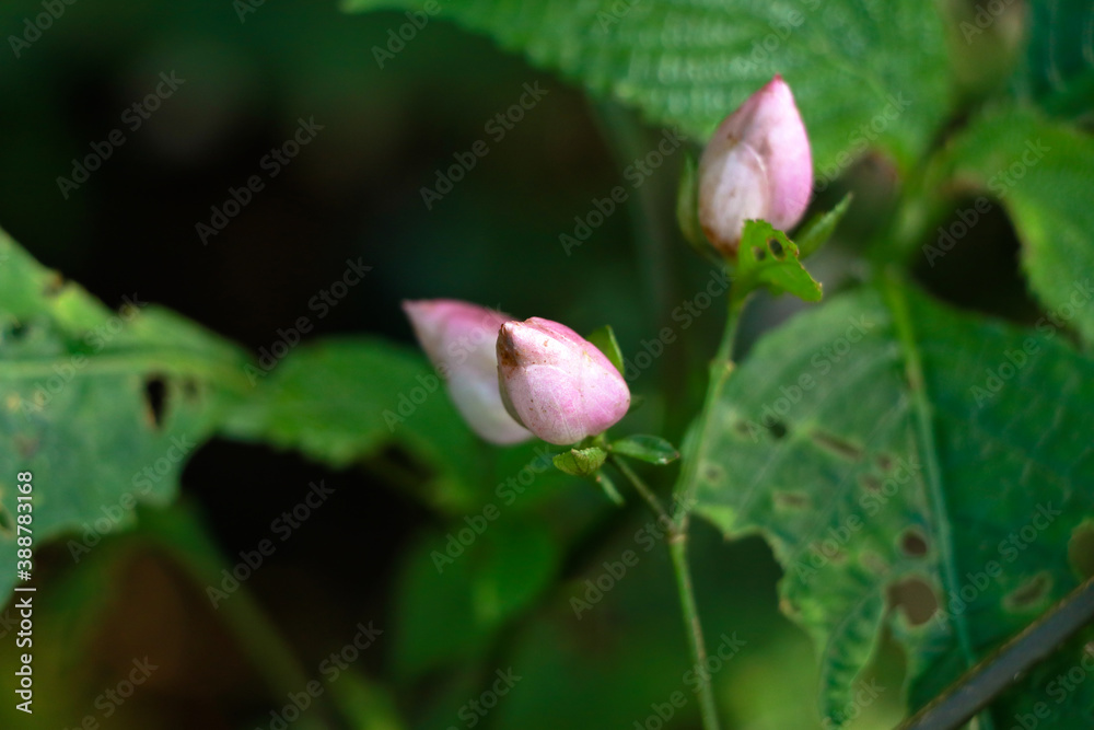 Light pink color flower buds of a wild plant belonging to Strobilanthes species Light pink color flower buds of a wild plant belonging to Strobilanthes species