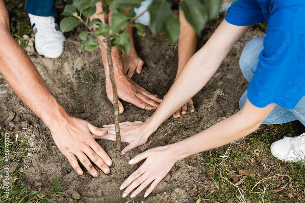 cropped view of volunteers family planting young tree, ecology concept cropped view of volunteers family planting young tree, ecology concept