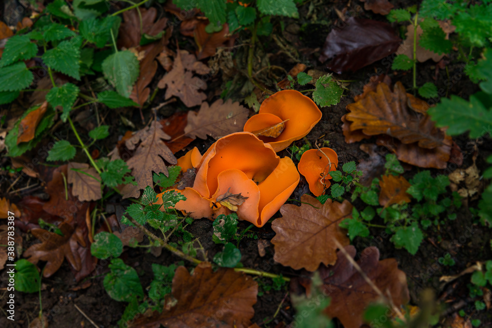 Aleuria aurantia orange mushroom in nature Aleuria aurantia orange mushroom in nature
