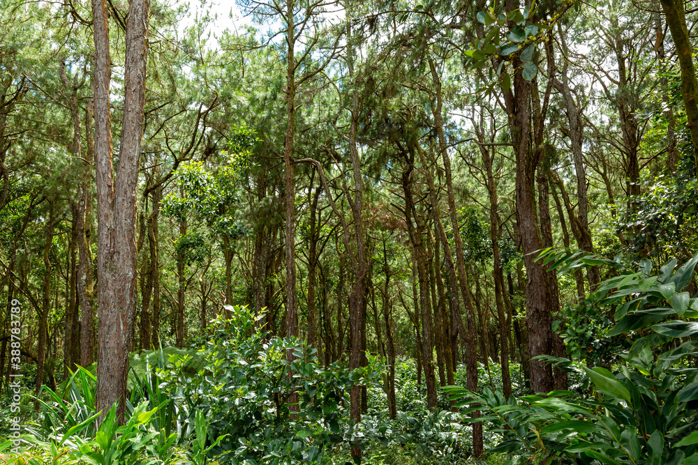 forest in the morning