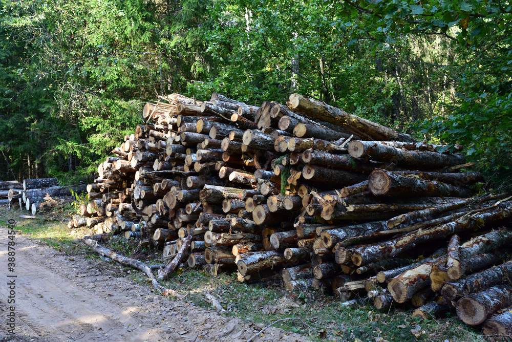 Piled pine tree logs  in forest. Stacks of cut wood. Wood logs, timber logging, industrial destruction. Forests illegal Disappearing. Environmetal concept, illegal deforestation.