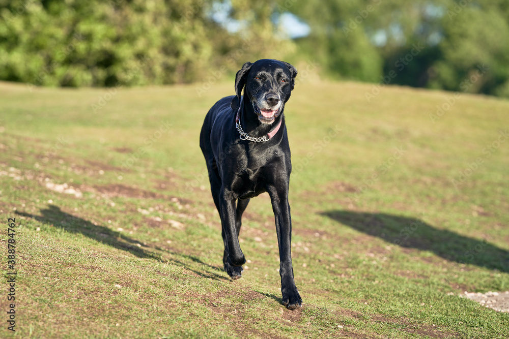 Dog running in the British countryside