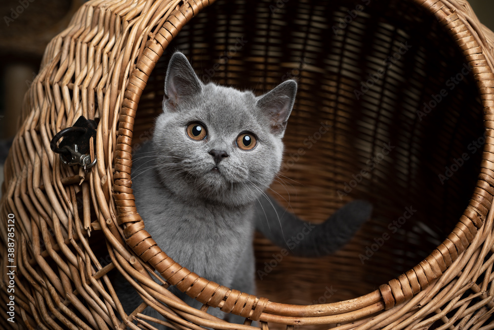curious blue gray british shorthair kitten resting inside of basket cat carrier looking out at camera