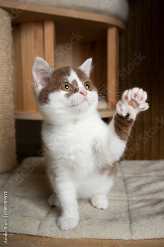 Fototapeta Naklejka Na Ścianę i Meble -  playful cinnamon white british shorthair kitten standing on scratching post platform raising paw