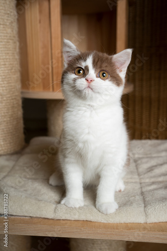 curious cinnamon white british shorthair kitten sitting on scratching post looking up curiously