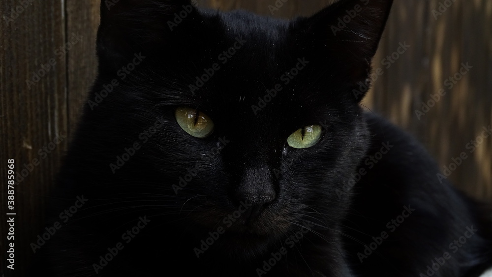 Fototapeta premium black cat portrait