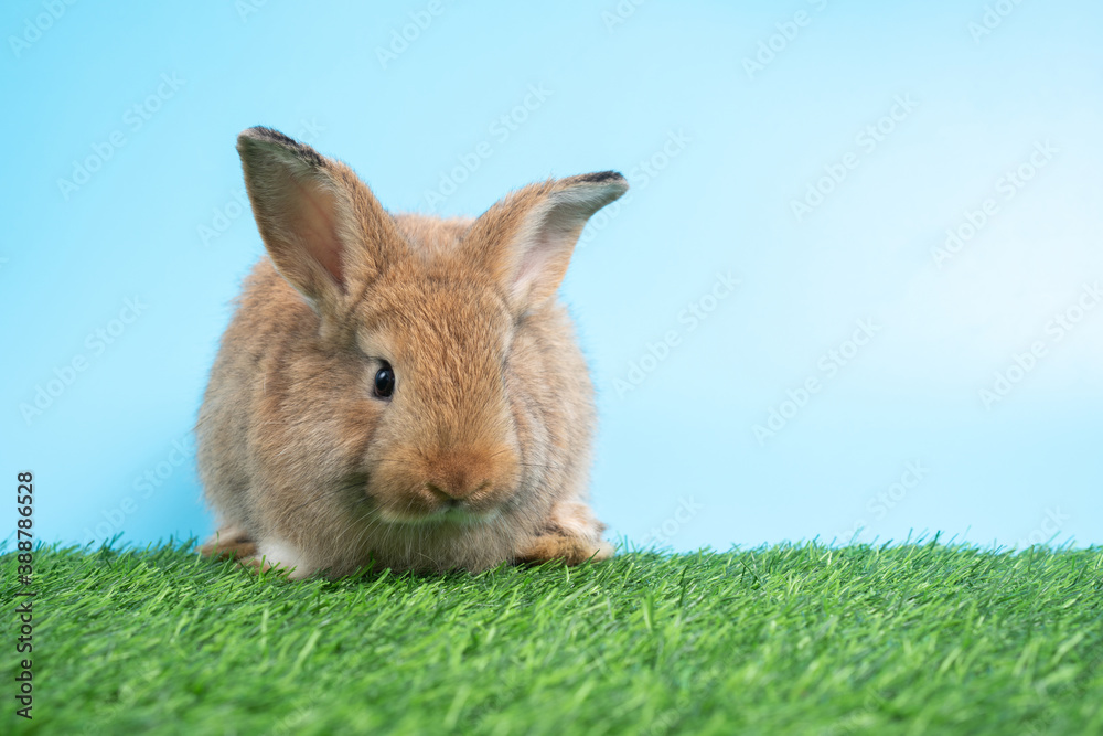 Furry and fluffy cute Black rabbit is Standing on two legs on Green grass and blue background and cleaning the front legs. Concept of rodent pet and easter. Furry and fluffy cute Black rabbit is Standing on two legs on Green grass and blue background and cleaning the front legs. Concept of rodent pet and easter.