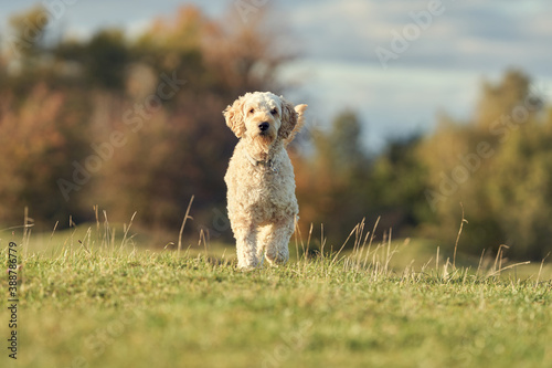 A young labradoodle having fun in the British countryside