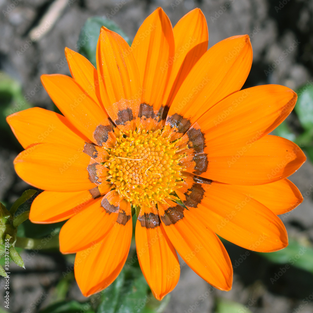 Blooming orange gazania close-up. Square photography. Top view of a flower. Blooming orange gazania close-up. Square photography. Top view of a flower.