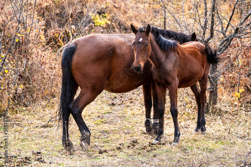 horse and foal