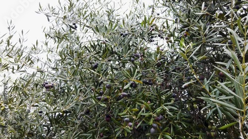Olive Tree Branches Laden with Ripe Black Olives Sway in Wind, Static