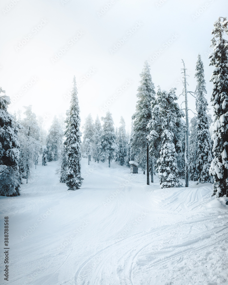Obraz premium winter forest in the snow