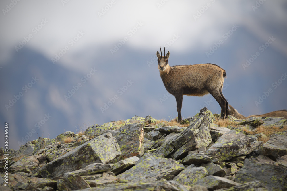 Chamois staying on a rock