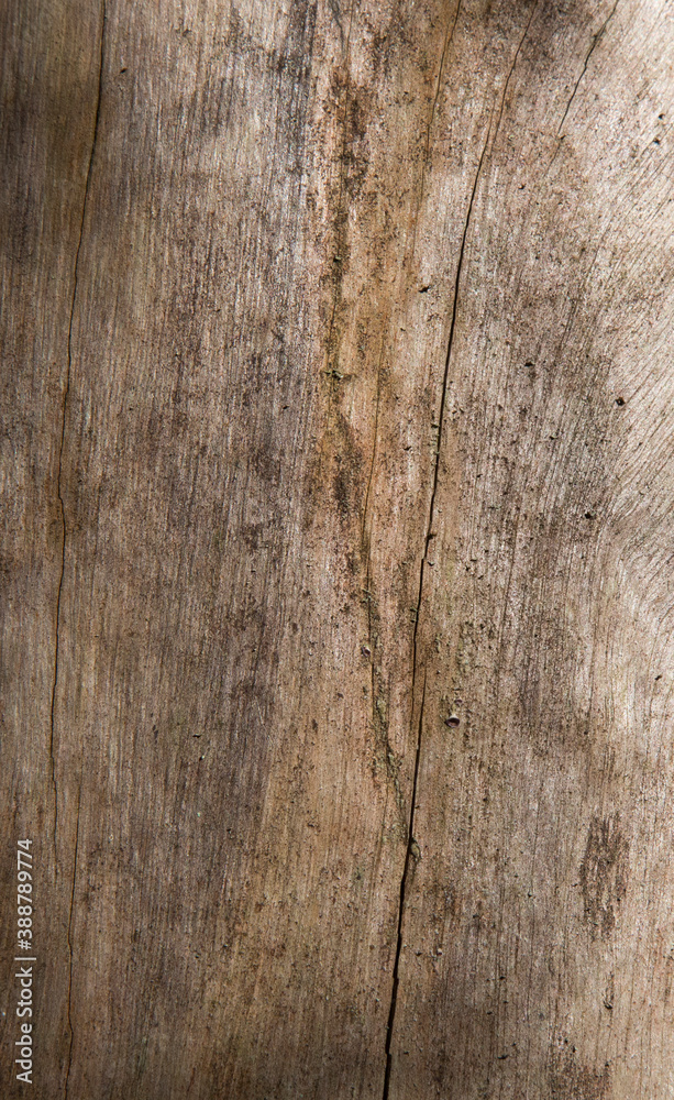 texture of bark wood use as natural background. texture of spruce texture of bark wood use as natural background. texture of spruce
