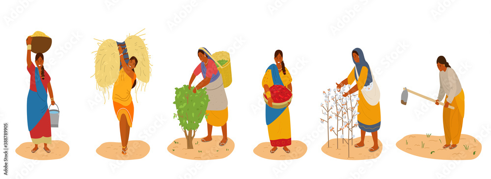 Vector Set Of Indiam Women Working. Harvesting Cotton, Chili Pepper ...