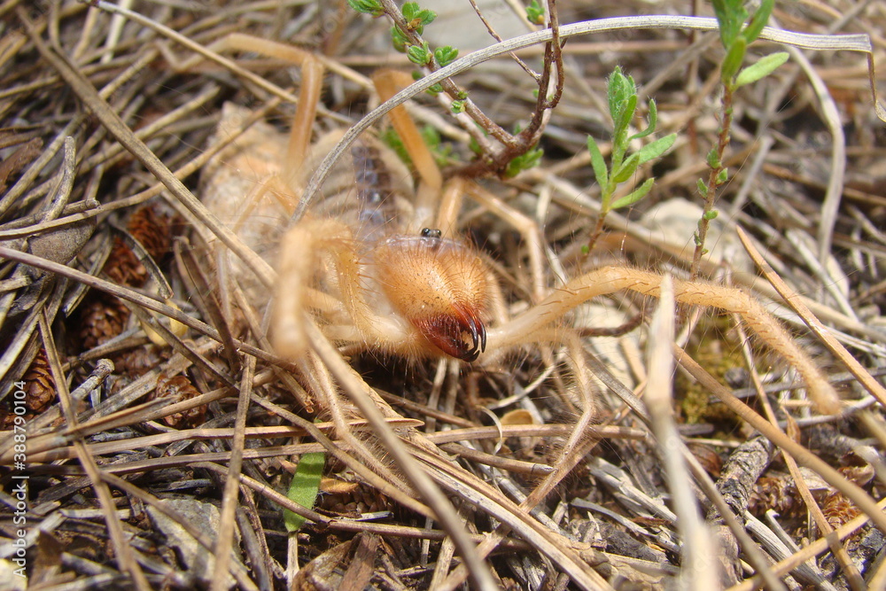 camel spider.
Close Up camel spider. also known as windscorpion, Solifugae or sun spider. wind scorpion, insect, insects, bugs, bug, closeup wild nature, wildlife, animals, animal, forest, desert camel spider.
Close Up camel spider. also known as windscorpion, Solifugae or sun spider. wind scorpion, insect, insects, bugs, bug, closeup wild nature, wildlife, animals, animal, forest, desert