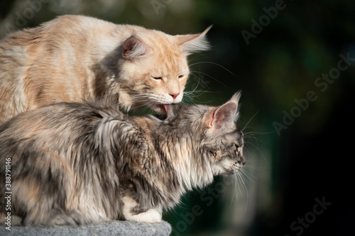 maine coon cat grooming another cat's fur outdoors in sunlight