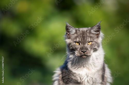 young black smoke maine coon cat outdoors in green nature looking at camera