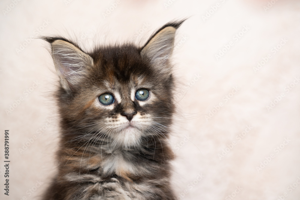 calico maine coon kitten studio head shot with copy space