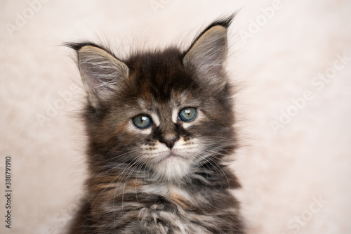 calico maine coon kitten studio head shot with copy space