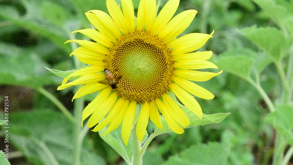 Bees come to suck nectar from the beautiful blooming yellow sunflower pollen. Bees come to suck nectar from the beautiful blooming yellow sunflower pollen.