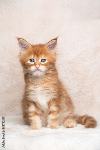 cute red ginger tabby maine coon kitten studio portrait with copy space