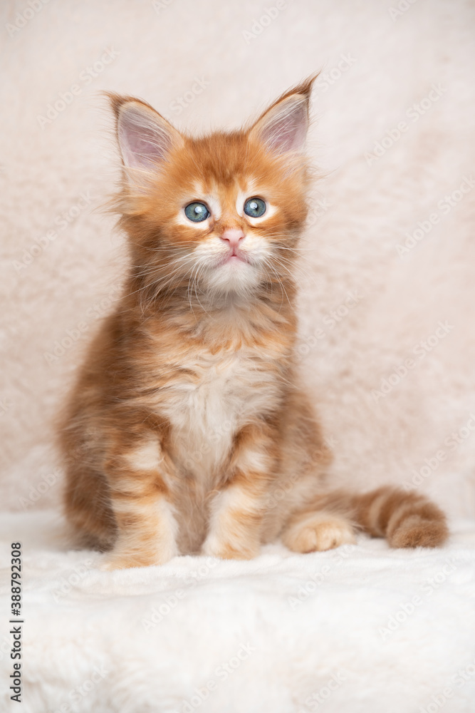 cute red ginger tabby maine coon kitten studio portrait