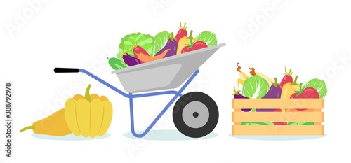 Garden wheelbarrow with vegetables. Garden theme, the concept of the crop. Vector flat trend illustration on white background.
