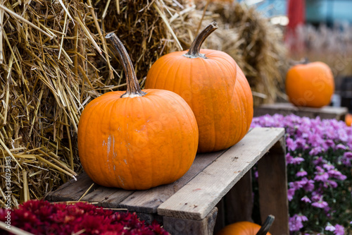 Pumpkins  chrysanthemums and wooden boxes - autumn and Halloween garden decoration