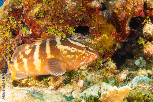 A nassau grouper on the reef in the Cayman Islands