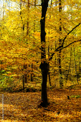 Fall/Autumn colours in the woodland