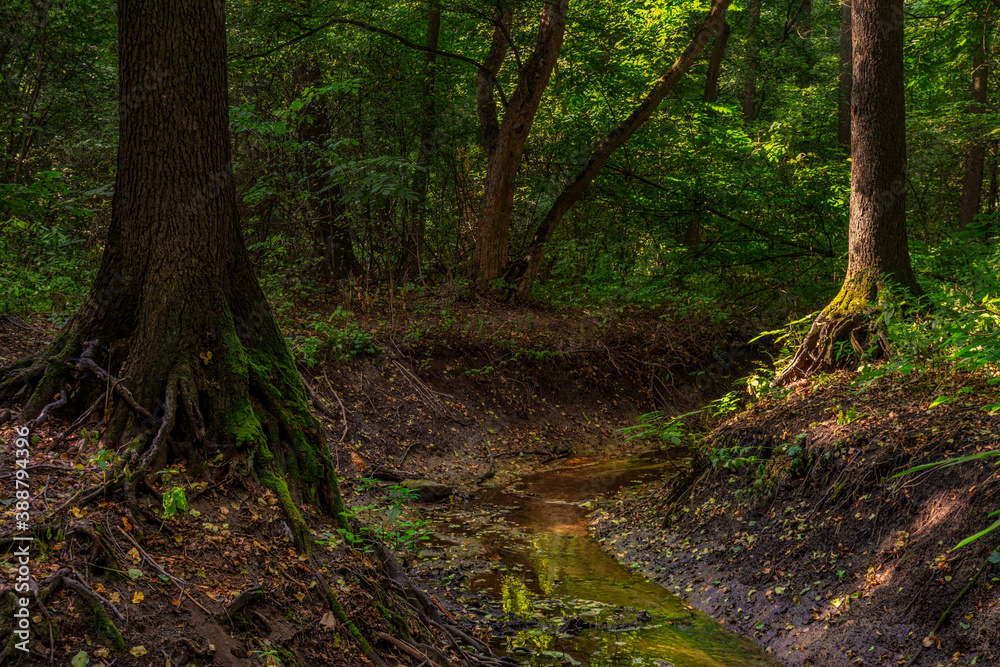 A forest stream runs between the trees. Landscape. A forest stream runs between the trees. Landscape.