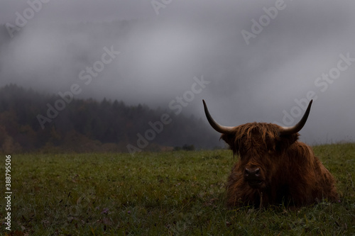 highland cow in a pasture