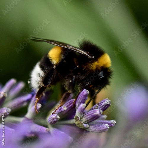 Hummel, Bumblebee © Andreas Ludwig